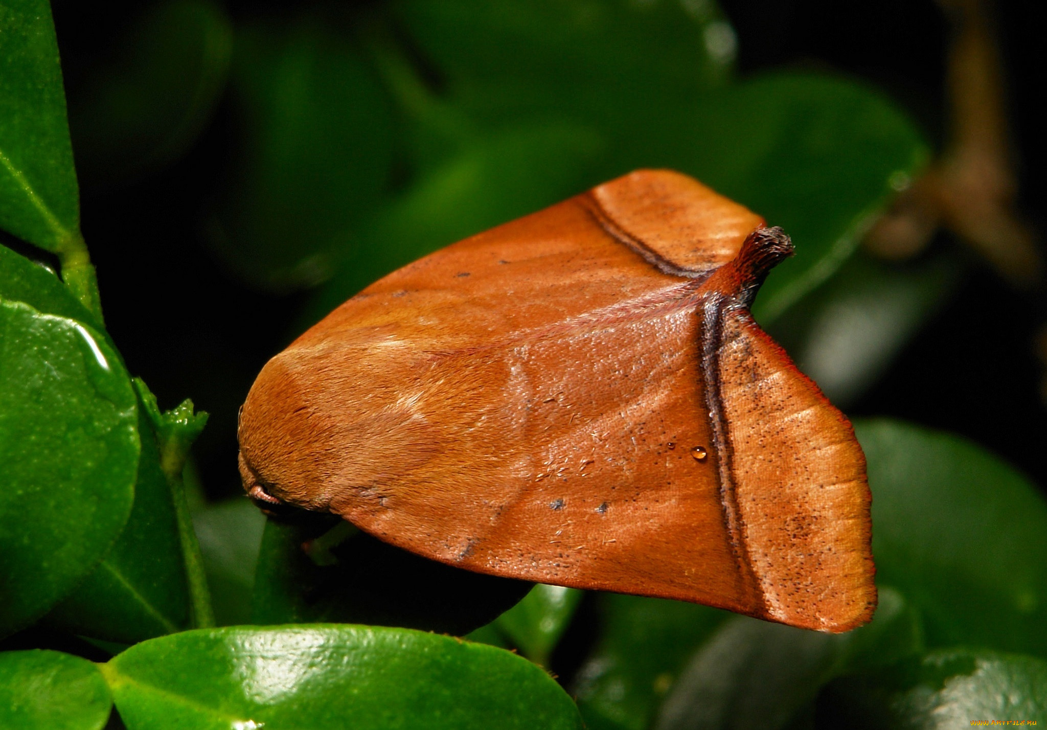 , , itchydogimages, , , 